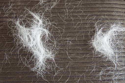 CLOSE-UP DOG OR CAT HAIR ON BLACK SOFA FURNITURE DURING ANNUAL MOLT SEASON