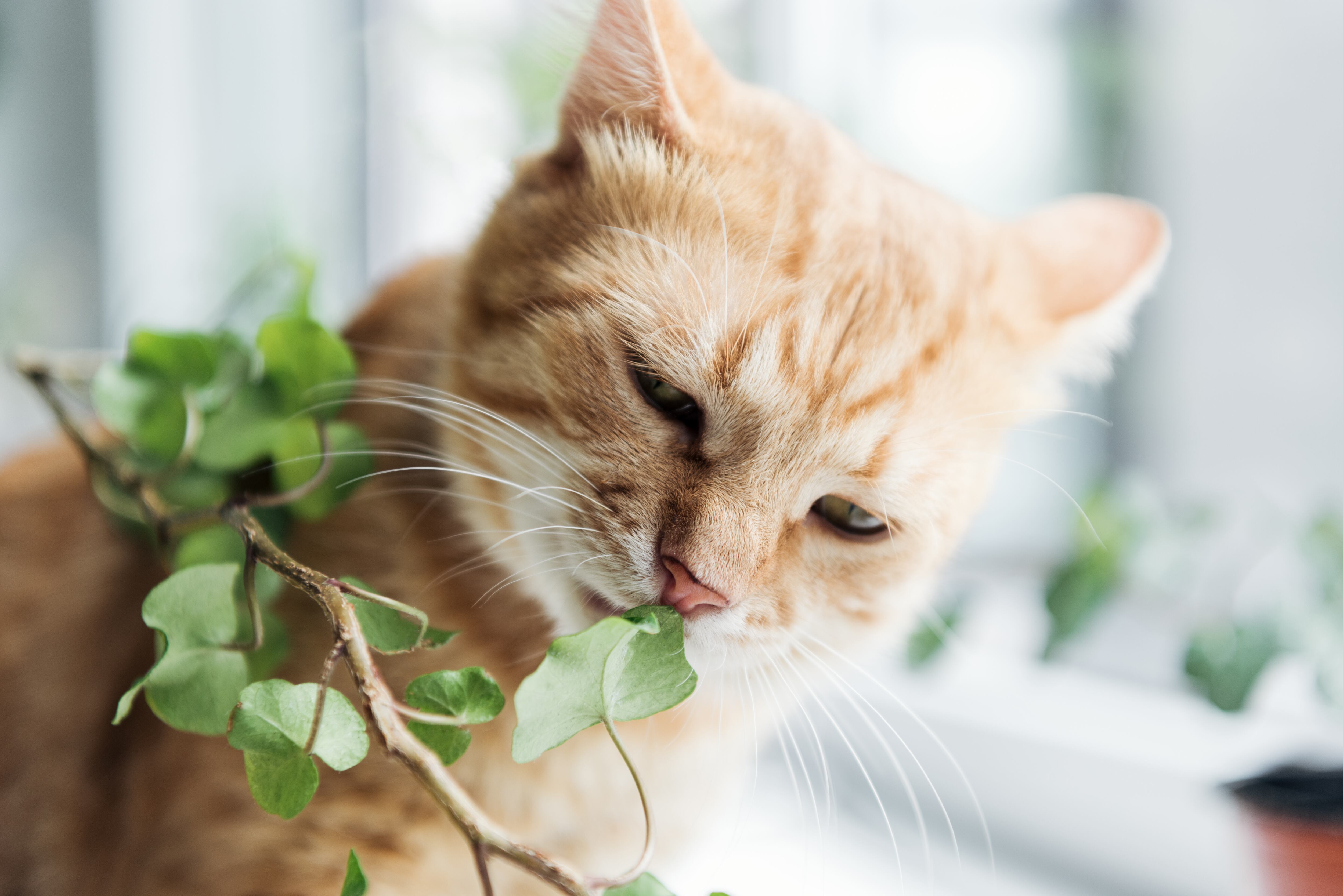 Gato comiendo plantas