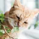 Gato comiendo plantas
