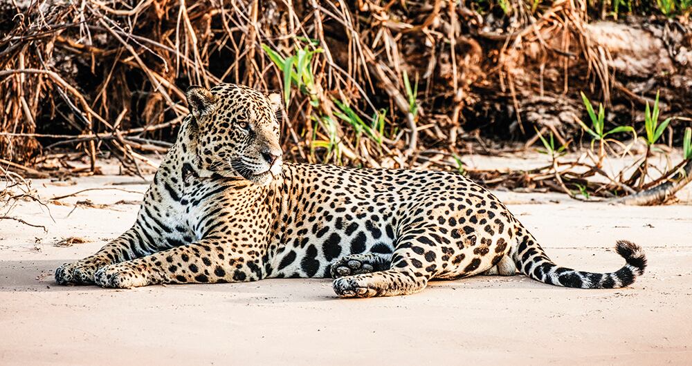  WWF Colombia evidencia que los jaguares han desaparecido del 46 por ciento de su territorio original.