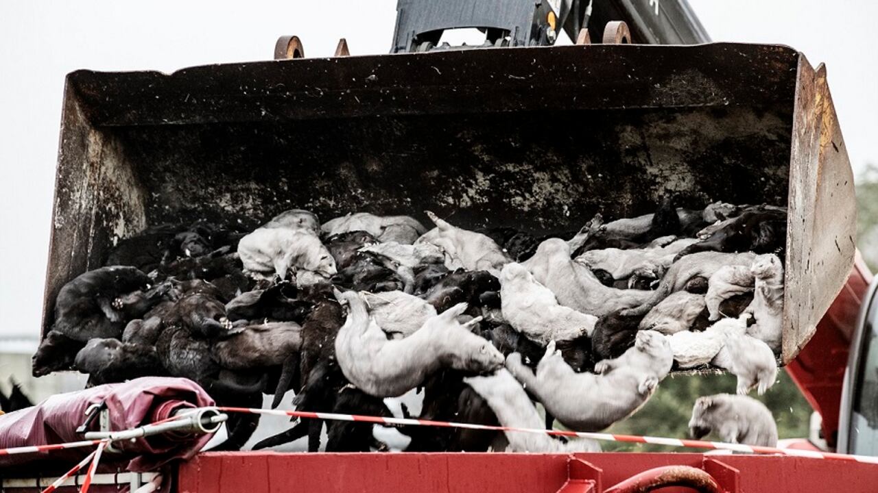 Esta variante del virus se caracterizaría por una menor eficacia de los anticuerpos humanos y llevó a Dinamarca a sacrificar millones de animales.