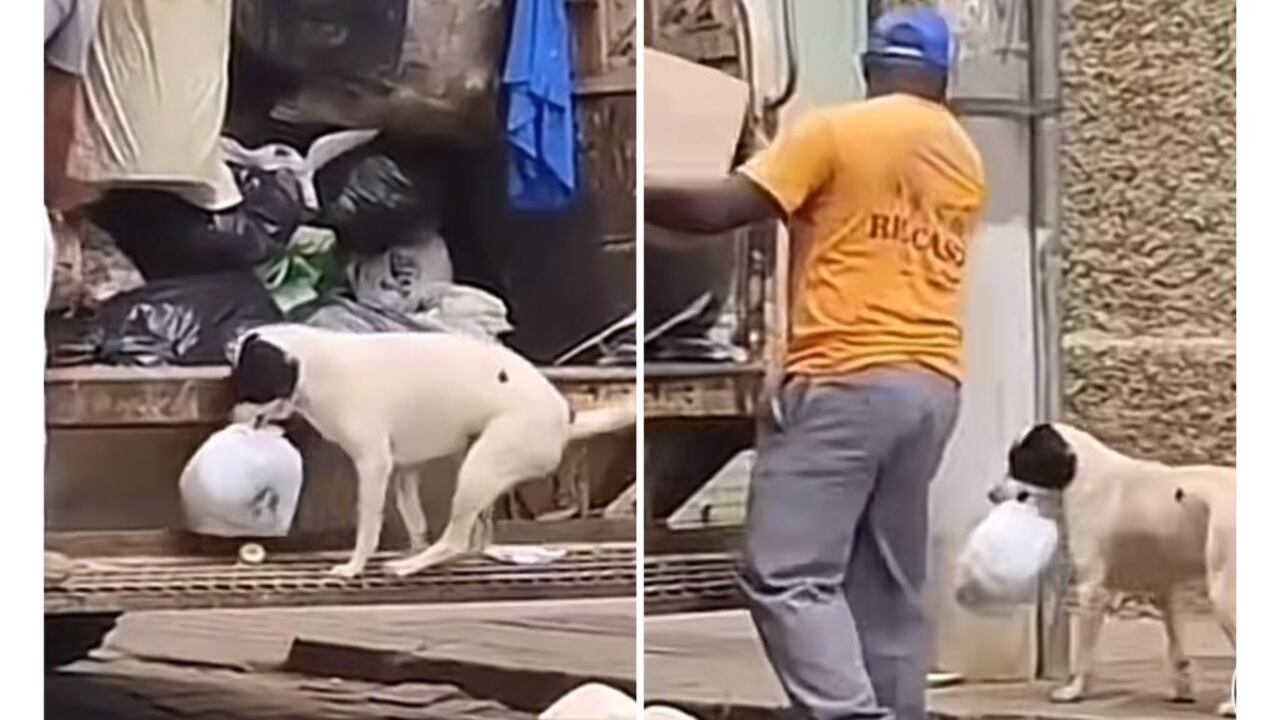 Perro viral