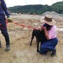 El animal se pudo reencontrar con la sobrina de los dueños de la casa, quienes murieron tras el deslizamiento.