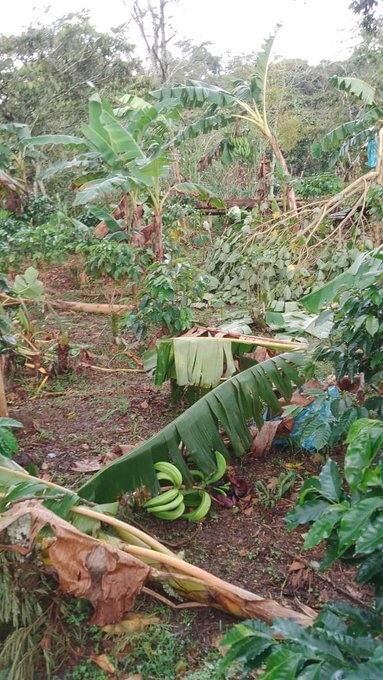 Cultivos afectados en Santander.