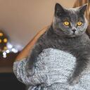 El Gato Británico de Pelo Corto, una combinación perfecta de sofisticación y comodidad, listo para ser el rey de tu apartamento.