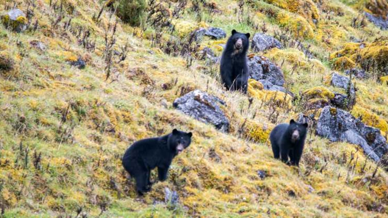 El oso de anteojos es el único que existe en la Región Andina.