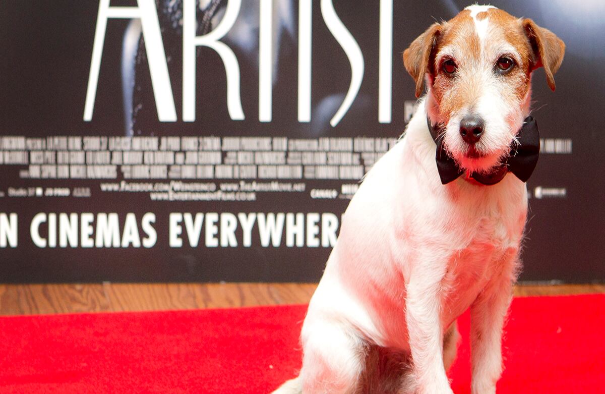 Uggie, el perro protagonista de la película “The Artist”, asiste a una proyección de la película en Londres. El 25 de septiembre se publicará un libro titulado “Estrellas animales”, que hablará de la participación de los animales en el mundo cinematográfico. (AP)
