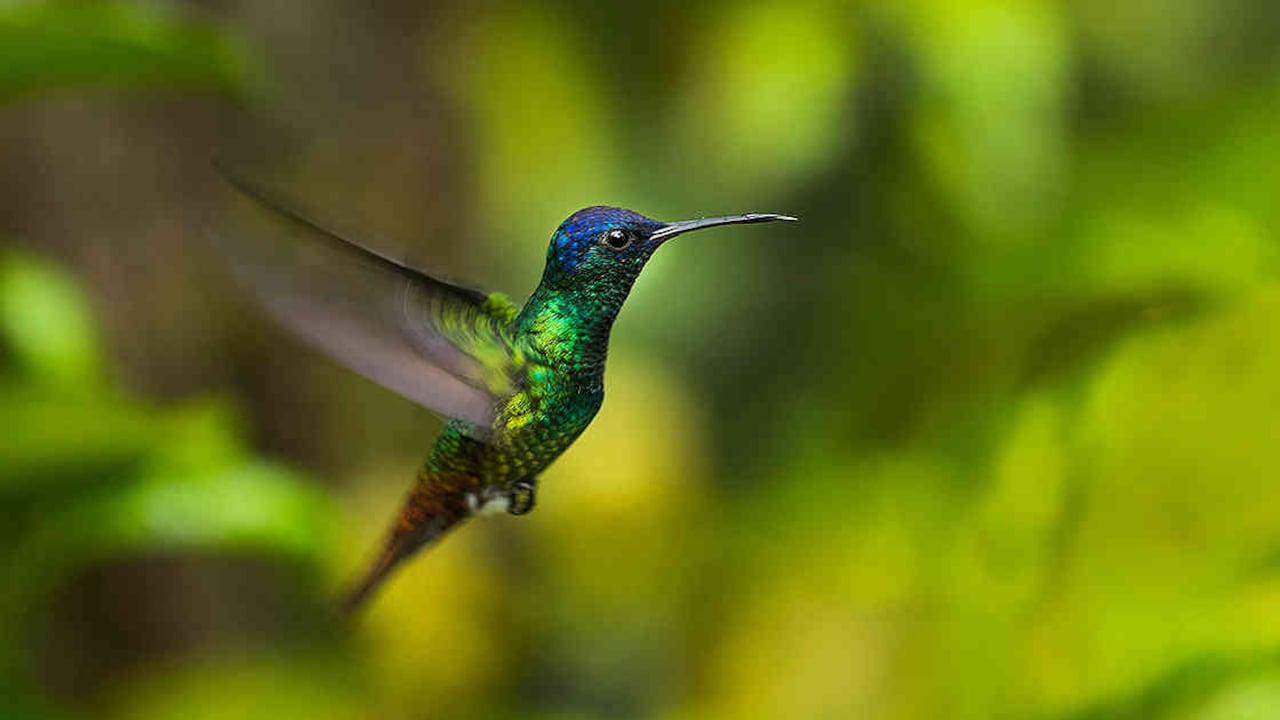 Entre 1960 y 1980 los colibríes fueren de las especies más comercializadas. Miles de ellos fueron sacados de su hábitat natural para convertirse en abrigos y carteras. Foto: Gabriel Herrera