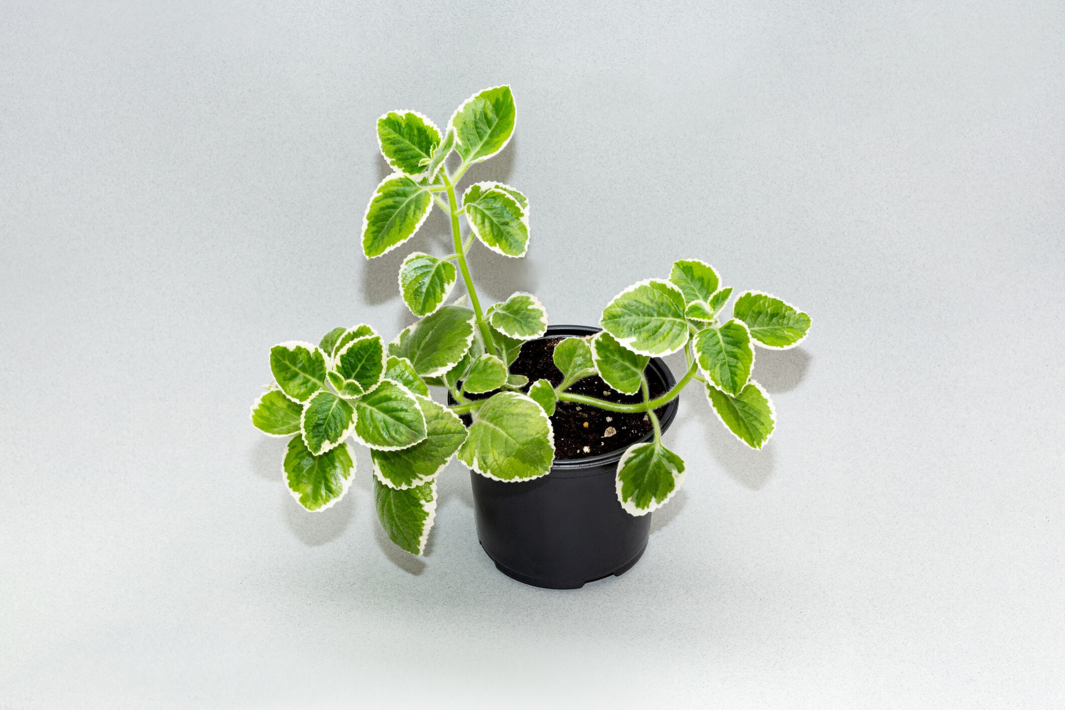 Plectranthus ampelous coleus-shaped on a gray background