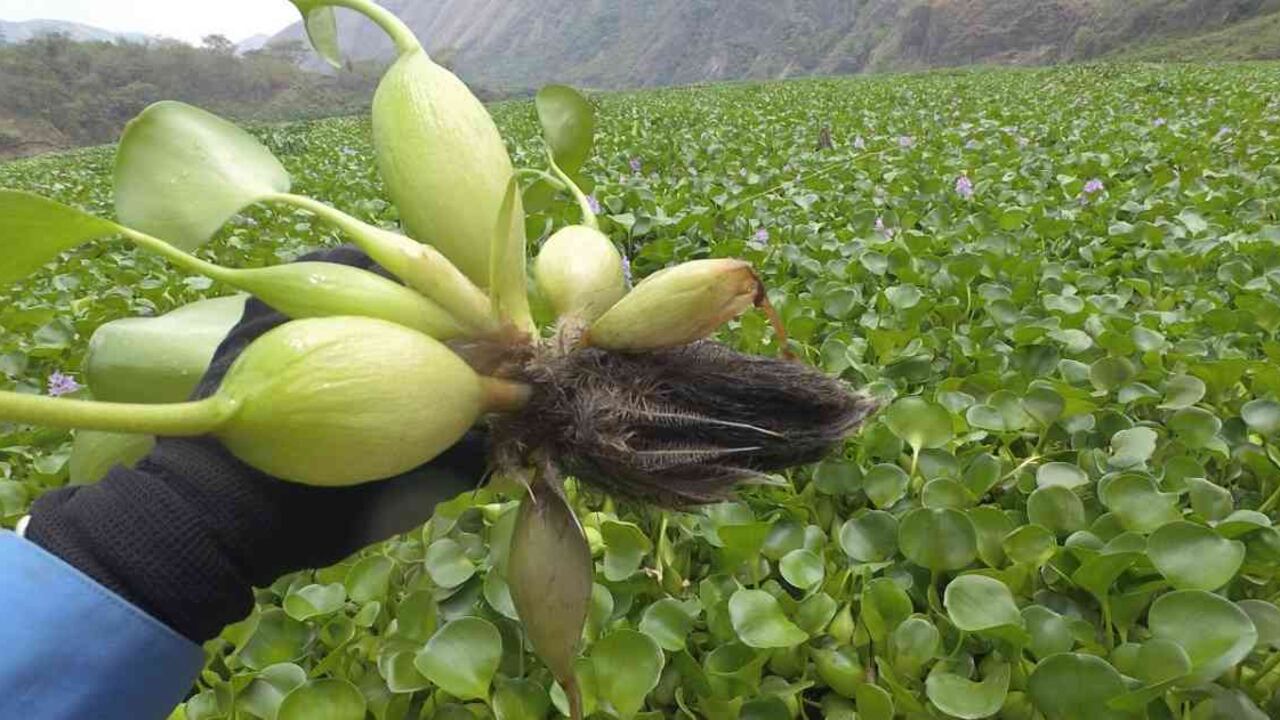 El buchón de agua es una especie invasora que se está tomando el río Cauca acabando con la vida íctica que hay en este. Foto: Fiscalía
