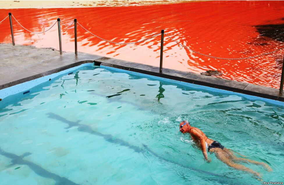 Los nadadores siguieron usando las piscinas de piedra mientras la marea roja teñía la costa.
