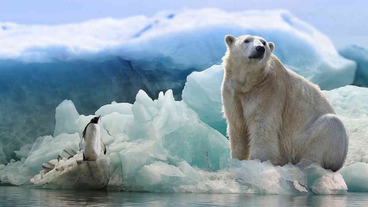 El oso polar es uno de los principales habitantes del Ártico y está perdiendo su hábitat natural. Foto: Pixabay