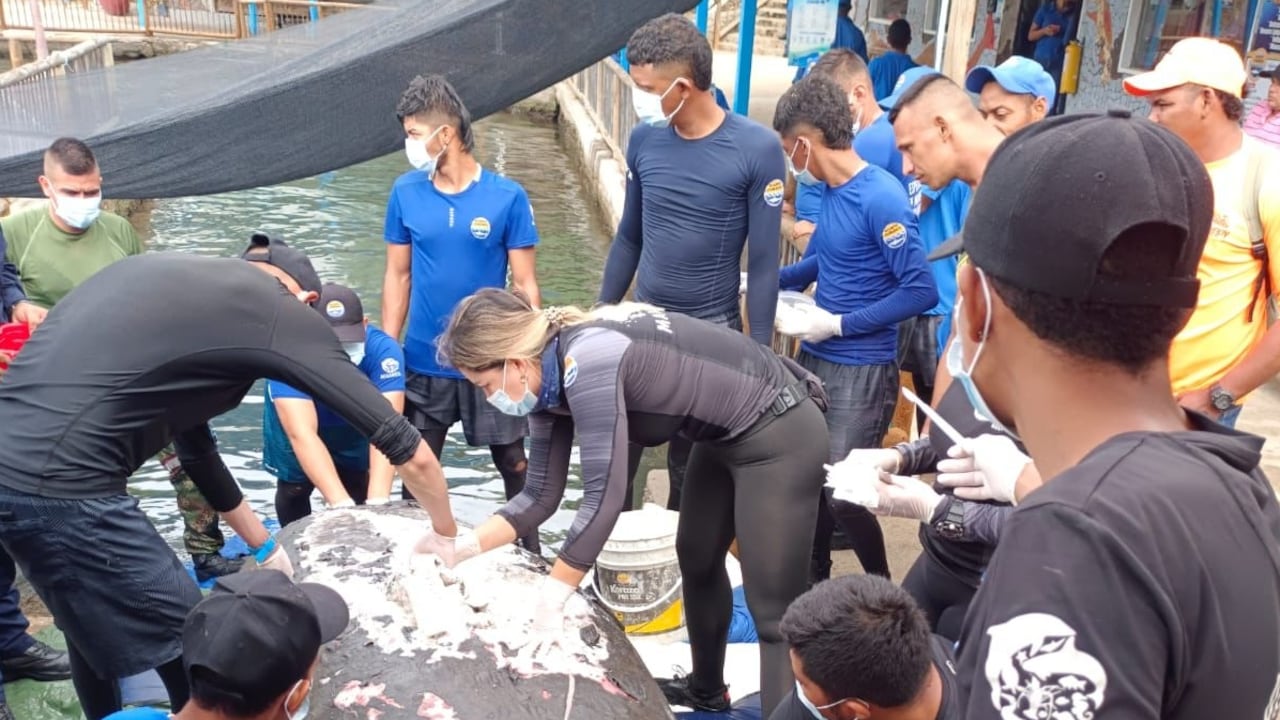 Magdalena, como fue bautizada, está siendo atendida por profesionales que garantizan su pronta recuperación.