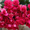 Producción y comercialización de flores en Tocancipá Ayurá S.A.S.
Feb 3 del 2021
Foto Guillermo Torres Reina / Semana