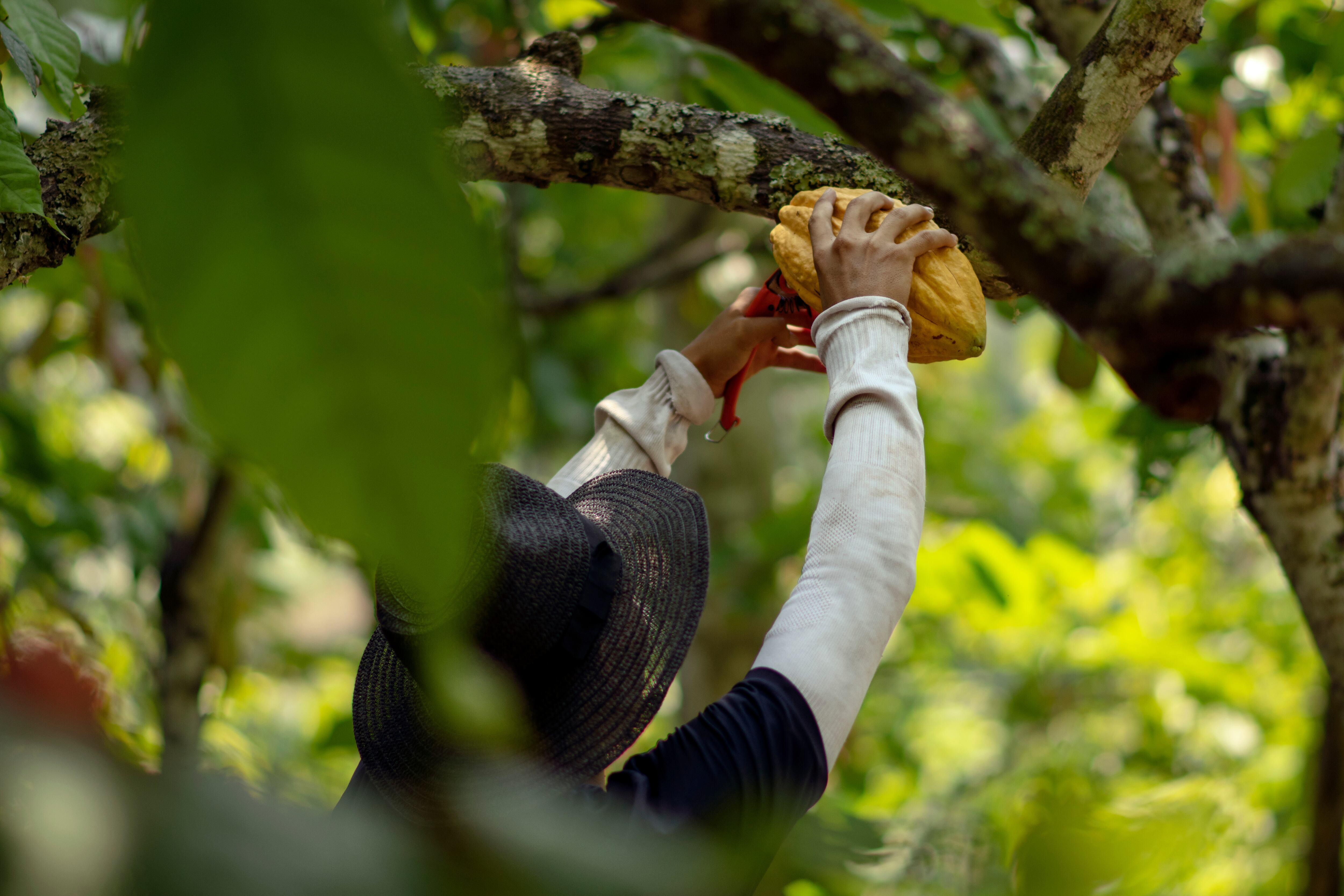 Especial Cacao, Mejor Colombia.