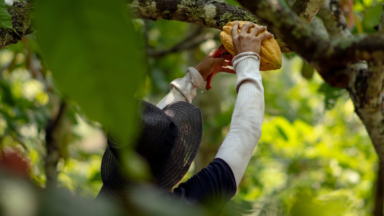 Entre los departamentos con mayor producción de cacao están Santander, Arauca, Nariño, Antioquia, Valle del Cauca, Huila, Tolima y Cauca.