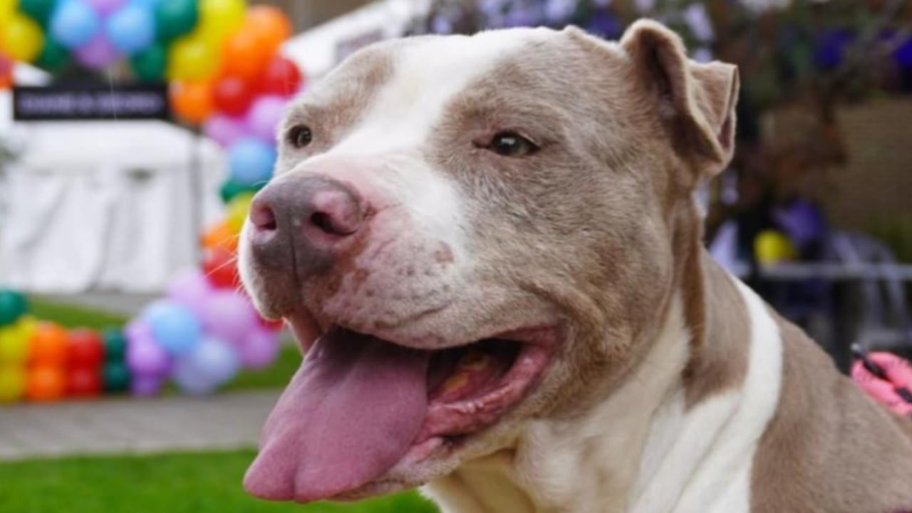 Este fin de semana en Bogotá hay programadas jornadas de adopción de perros y gatos.