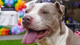 Adopción de perros y gatos
