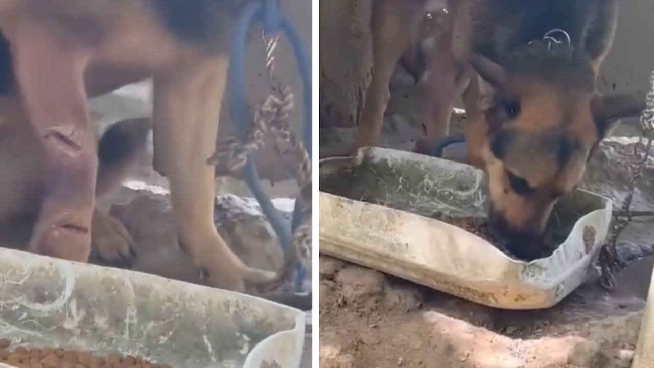Perrita lastimada en Remedios, Antioquia