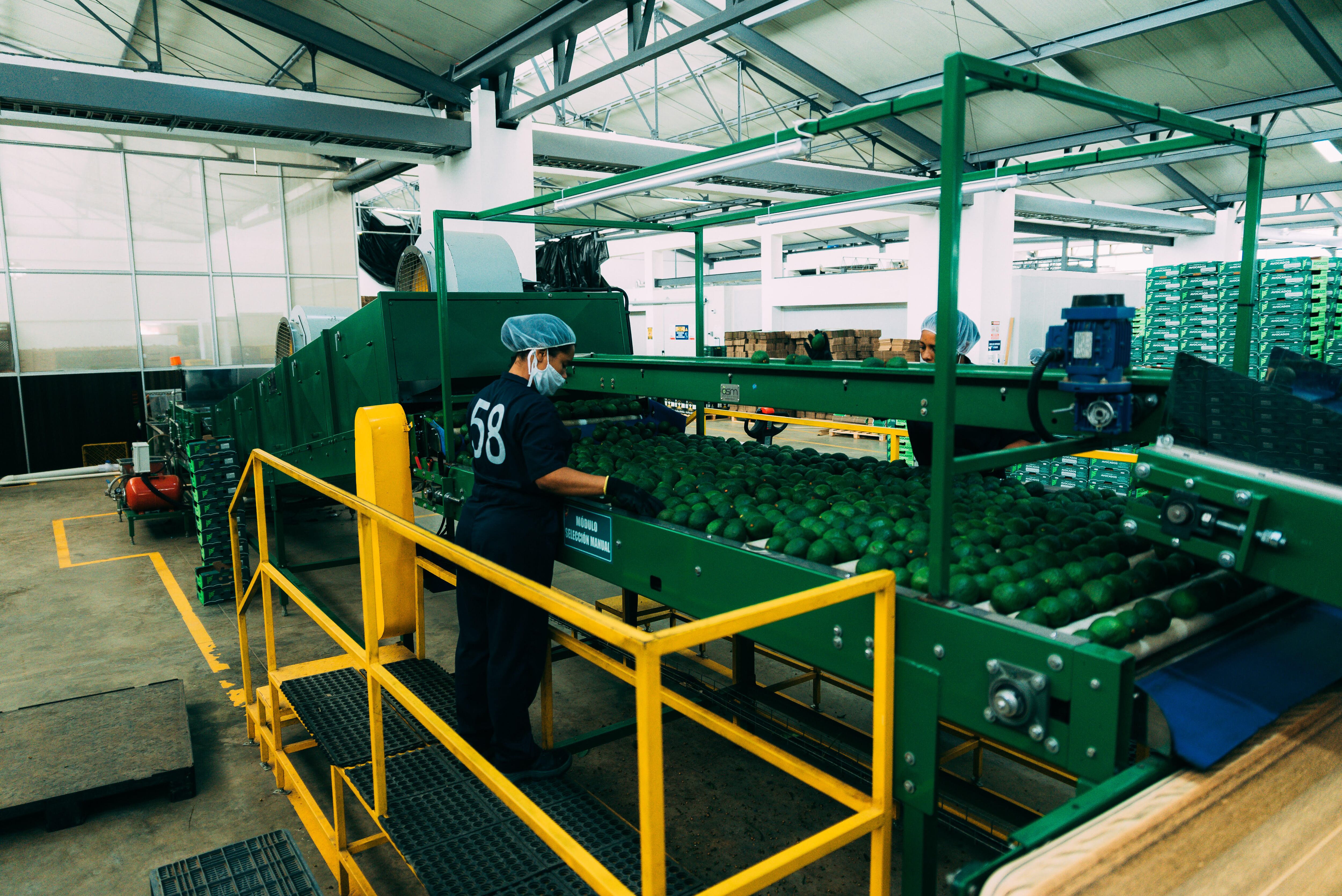 Centro de empaque de aguacate hass