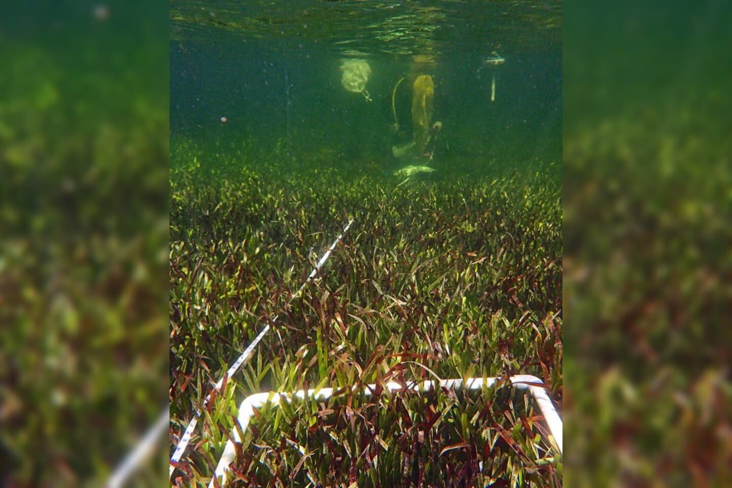 This June 2022 photo provided by The University Of Western Australia shows sampling efforts of the Posidonia australis seagrass meadow in Australia's Shark Bay. According to a report released on Wednesday, June 1, 2022, genetic analysis has revealed that the underwater fields of waving green seagrass are a single organism covering 70 square miles (180 square kilometers) through making copies of itself over 4,500 years. (Rachel Austin/The University Of Western Australia via AP)
