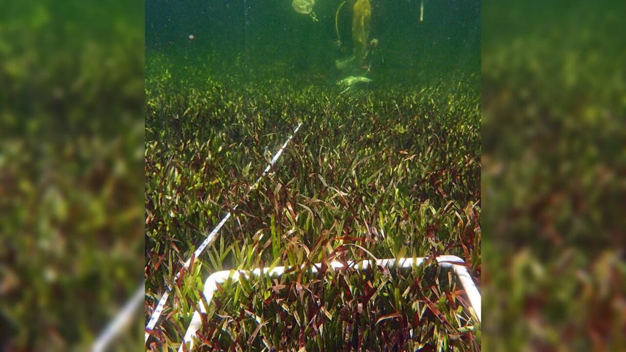 This June 2022 photo provided by The University Of Western Australia shows sampling efforts of the Posidonia australis seagrass meadow in Australia's Shark Bay. According to a report released on Wednesday, June 1, 2022, genetic analysis has revealed that the underwater fields of waving green seagrass are a single organism covering 70 square miles (180 square kilometers) through making copies of itself over 4,500 years. (Rachel Austin/The University Of Western Australia via AP)