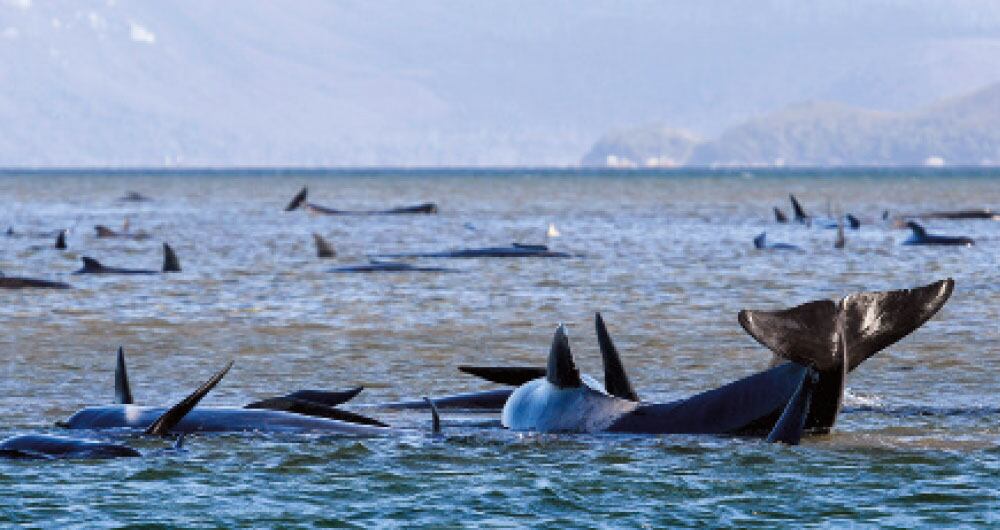 Ayotzinapa: seis años sin respuesta_6