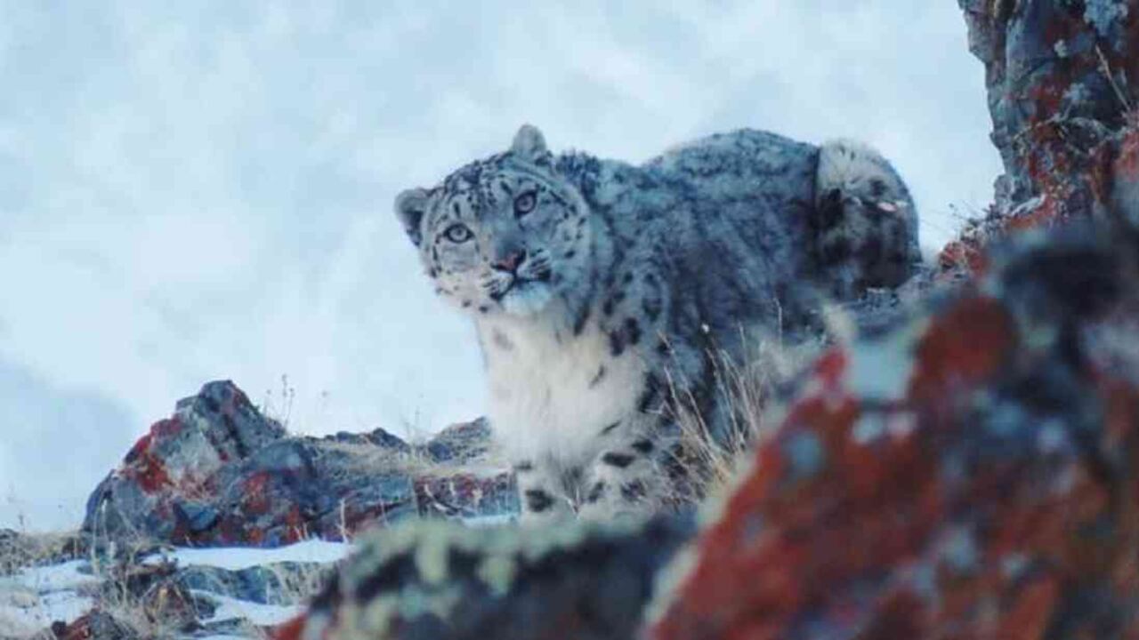 El biólogo ruso, Alesksey Kuzhlekov, captó con su cámara a un ejemplar de leopardo de las nieves, felino que rara vez se muestra ante los humanos y está en peligro de extinción. Esto sucedió mientras realizaba un recorrido por el Parque Nacional Sailugem, ubicado al sur de Rusia, el cual estaba vacío a causa de la cuarentena ordenada en ese país.
