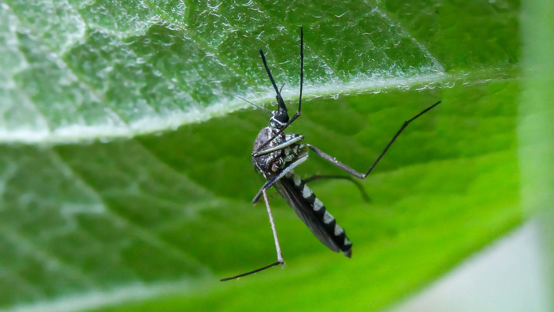 La presencia de pequeños mosquitos sobre el sustrato es una situación frecuente.
