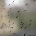 Mosquito transmisor del virus de la malaria.