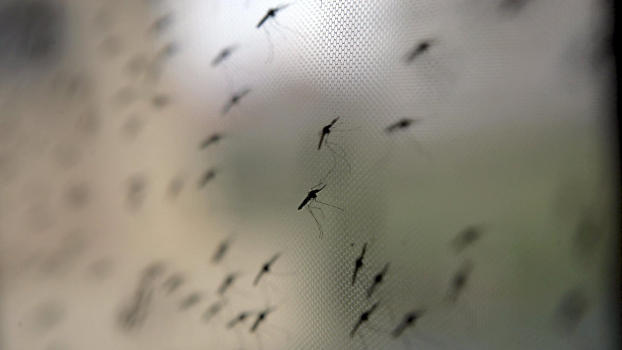 El mosquito es transmisor del virus de la malaria.