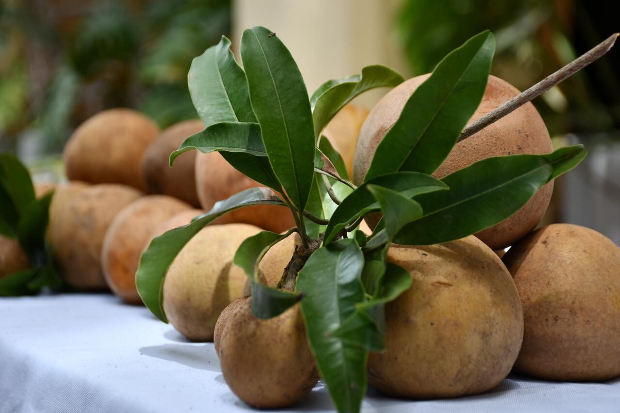 En el municipio de Polonuevo, en el centro del departamento del Atlántico, se celebra el Festival del Níspero.