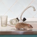 Descubra el poder de la naturaleza para mantener a los roedores fuera de su hogar, sin comprometer su salud.