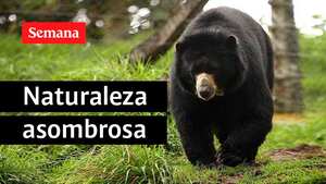 Las cámaras trampas capturaron imágenes de la Danta de Montaña, el Oso de Anteojos y el Puma en el Parque Natural El Dorado, en Huila.