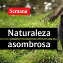 Las cámaras trampas capturaron imágenes de la Danta de Montaña, el Oso de Anteojos y el Puma en el Parque Natural El Dorado, en Huila.