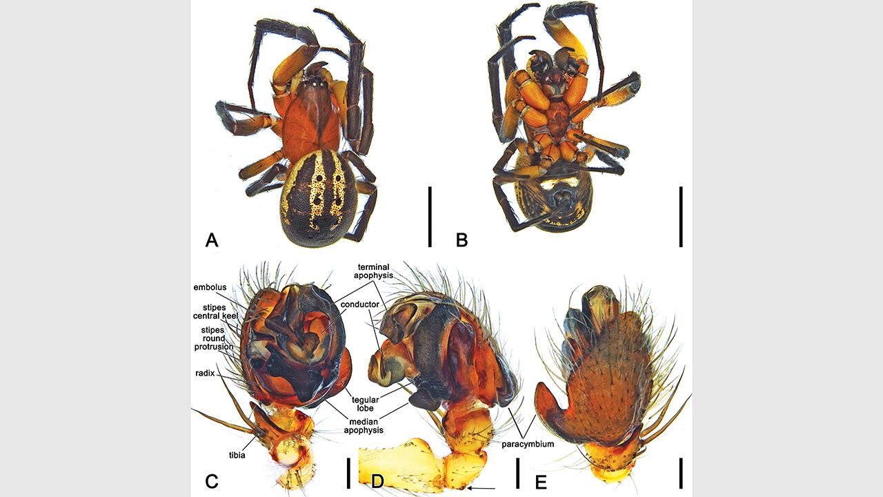 Venomius tomhardyi es el nombre dado a una nueva araña, en honor a Venom y Tom Hardy