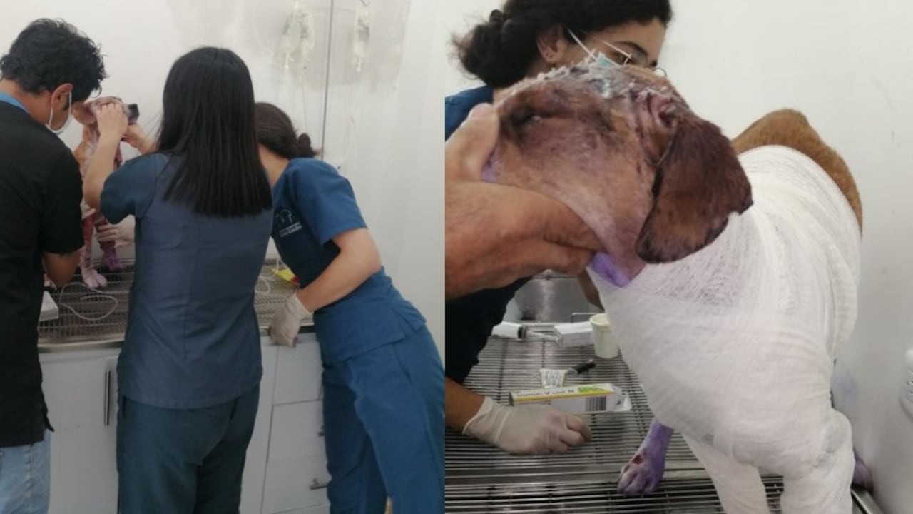 Perro Ángel