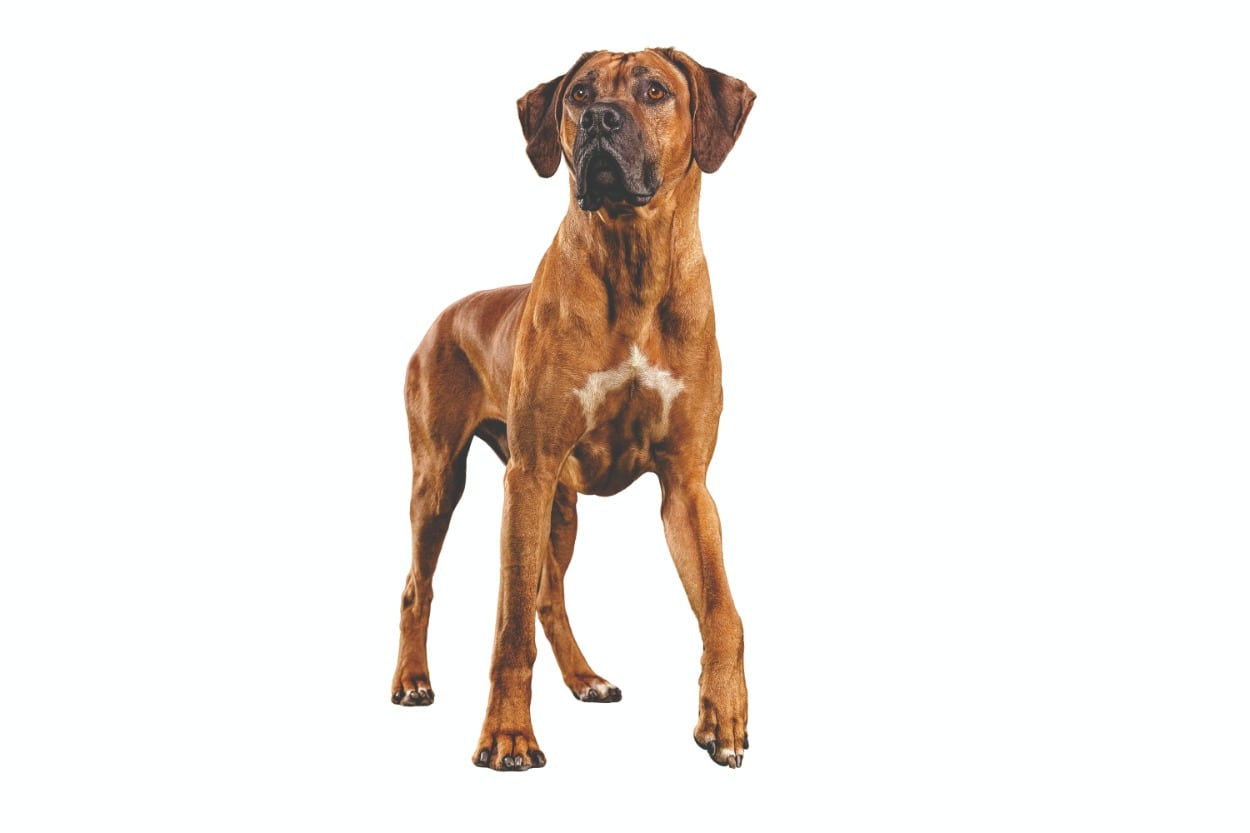 Los perros medianos (entre 10 a 25 kilogramos) y grandes-gigantes (más de 25 kilogramos o que superan los 45 kilogramos) necesitan alimentación con menos calorías, su metabolismo es más lento y sus estómagos más grandes.