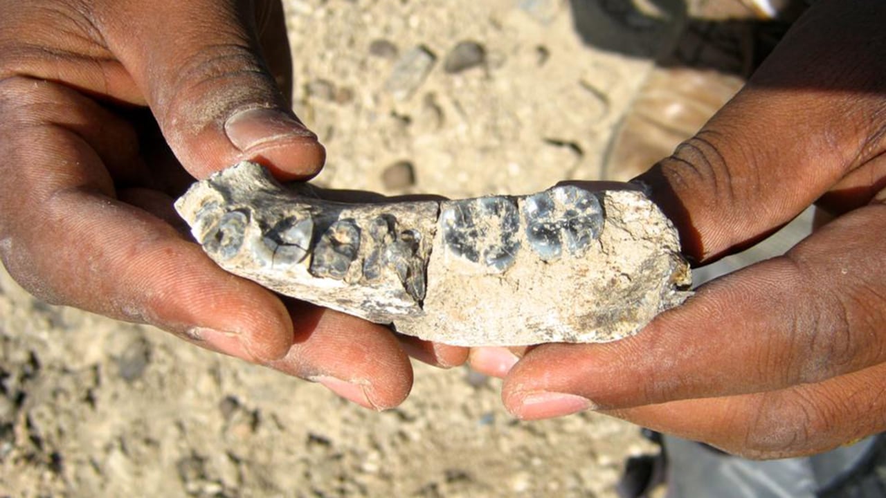 El fósil de la mandíbula hallado en Etiopía.