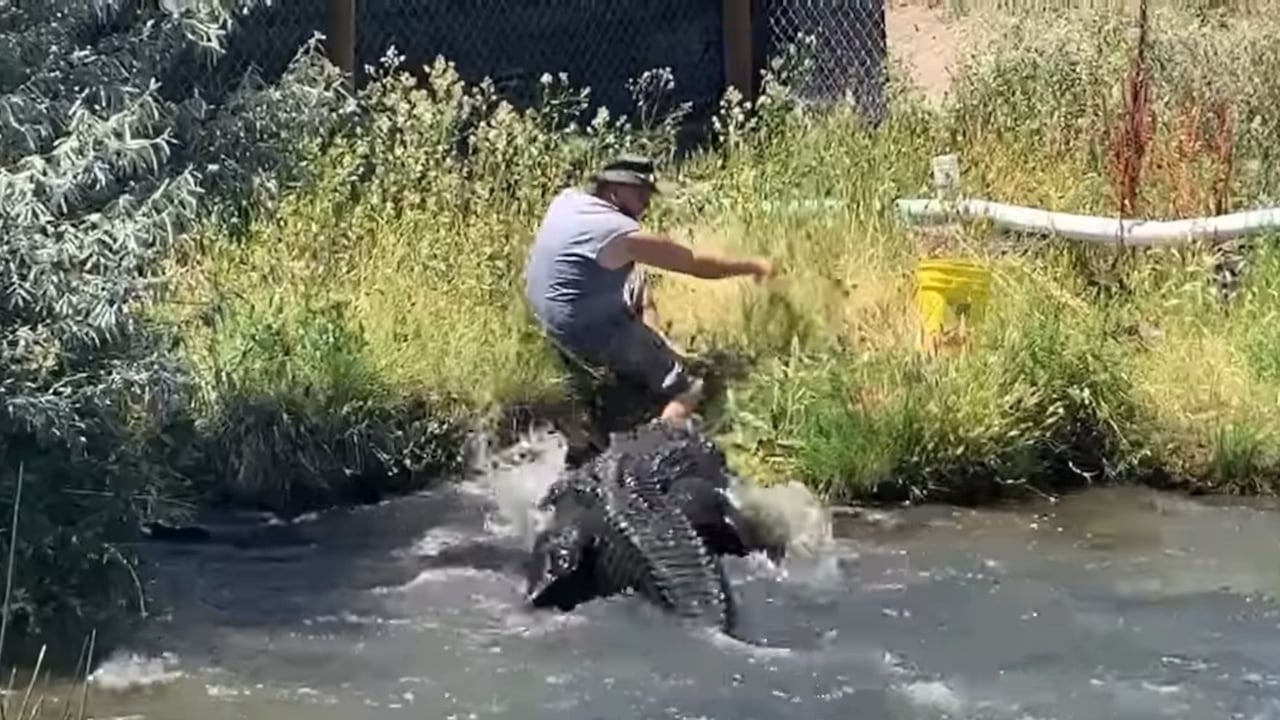 El animal residente del complejo ubicado en Estados Unidos estuvo cerca de afectar a su cuidador. Foto: Captura de pantalla - Facebook Colorado Gators Farm