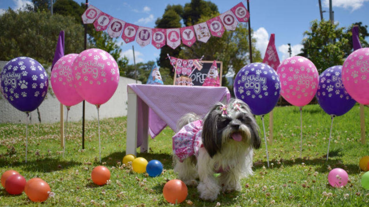 Foto: Birthday Dog
