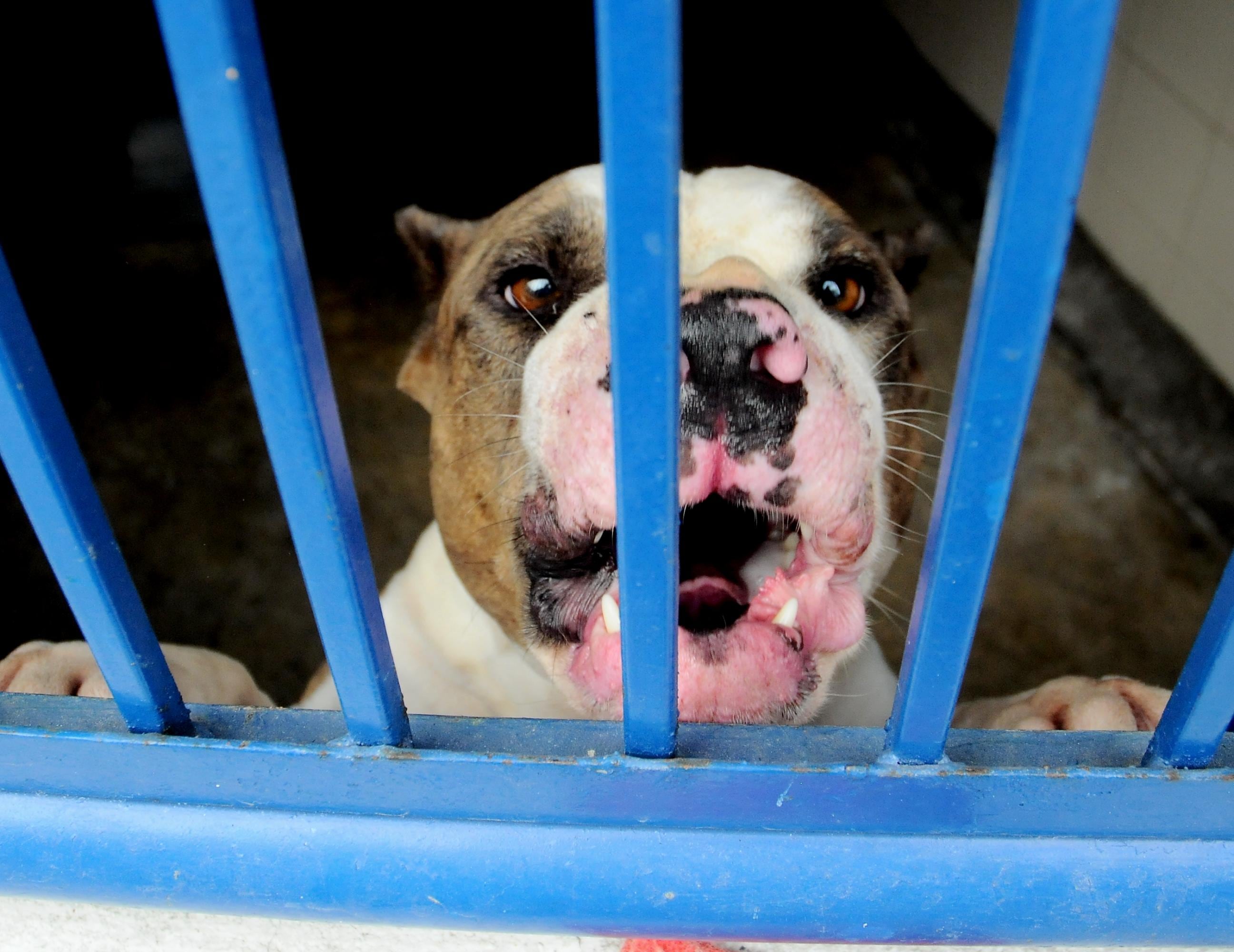 La rabia es una enfermedad que se transmite de animales a humanos mediante mordeduras o rasguños.