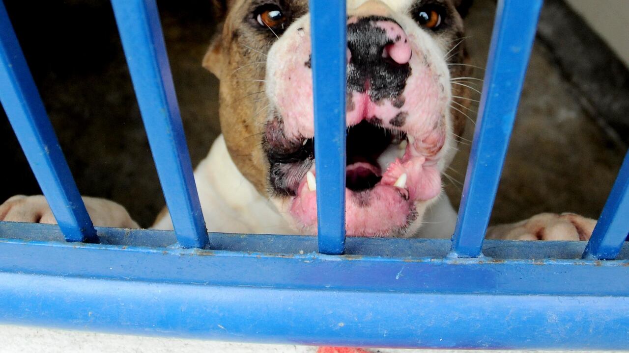 Dueños de mascotas recibirán multas hasta de 1.000 dólares según legislación del estado de Florida