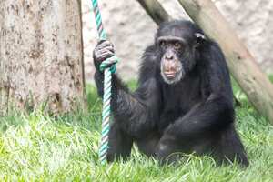 Chimpancé del Bioparque