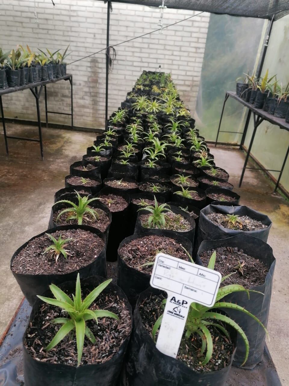 Vivero en el Parque Chingaza