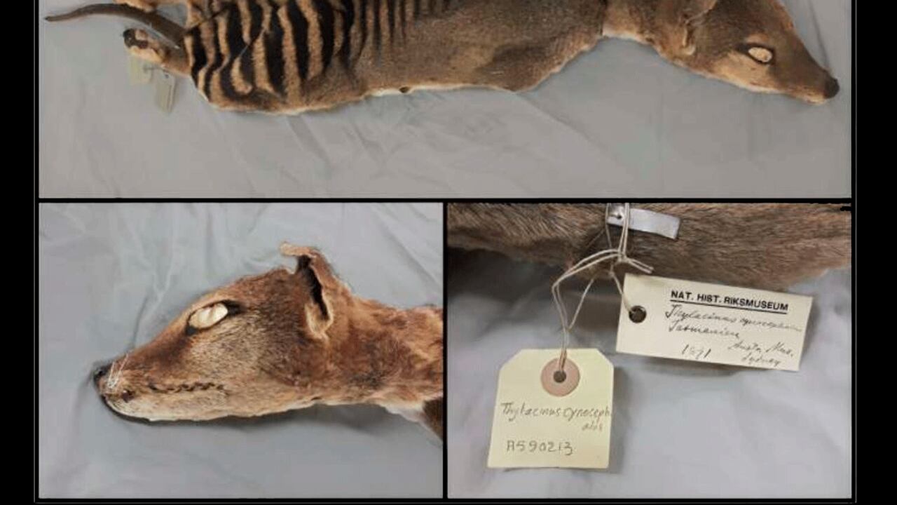 El ejemplar de tigre de Tasmania estaba conservado a temperatura ambiente en el Museo Sueco de Historia Natural de Estocolmo.