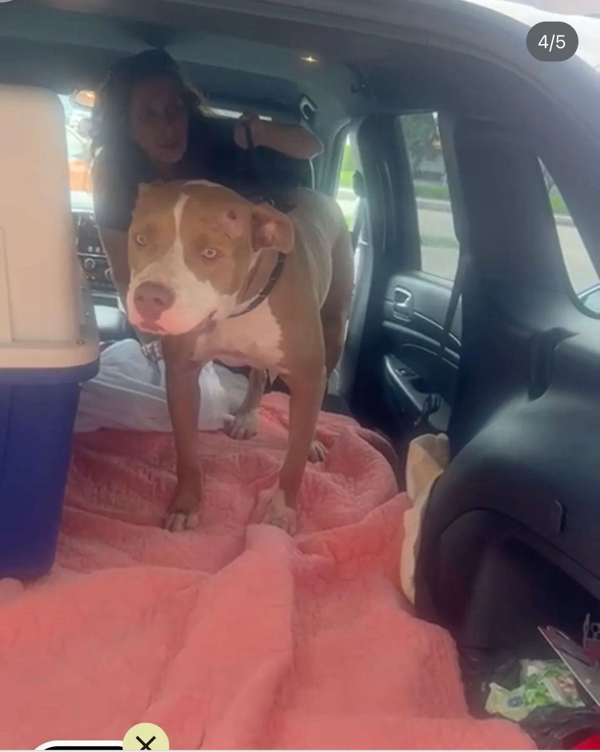 Como indignante se ha tratado el caso de la perrita pitbull, Miracle, quien fue baleado en su cabeza.
