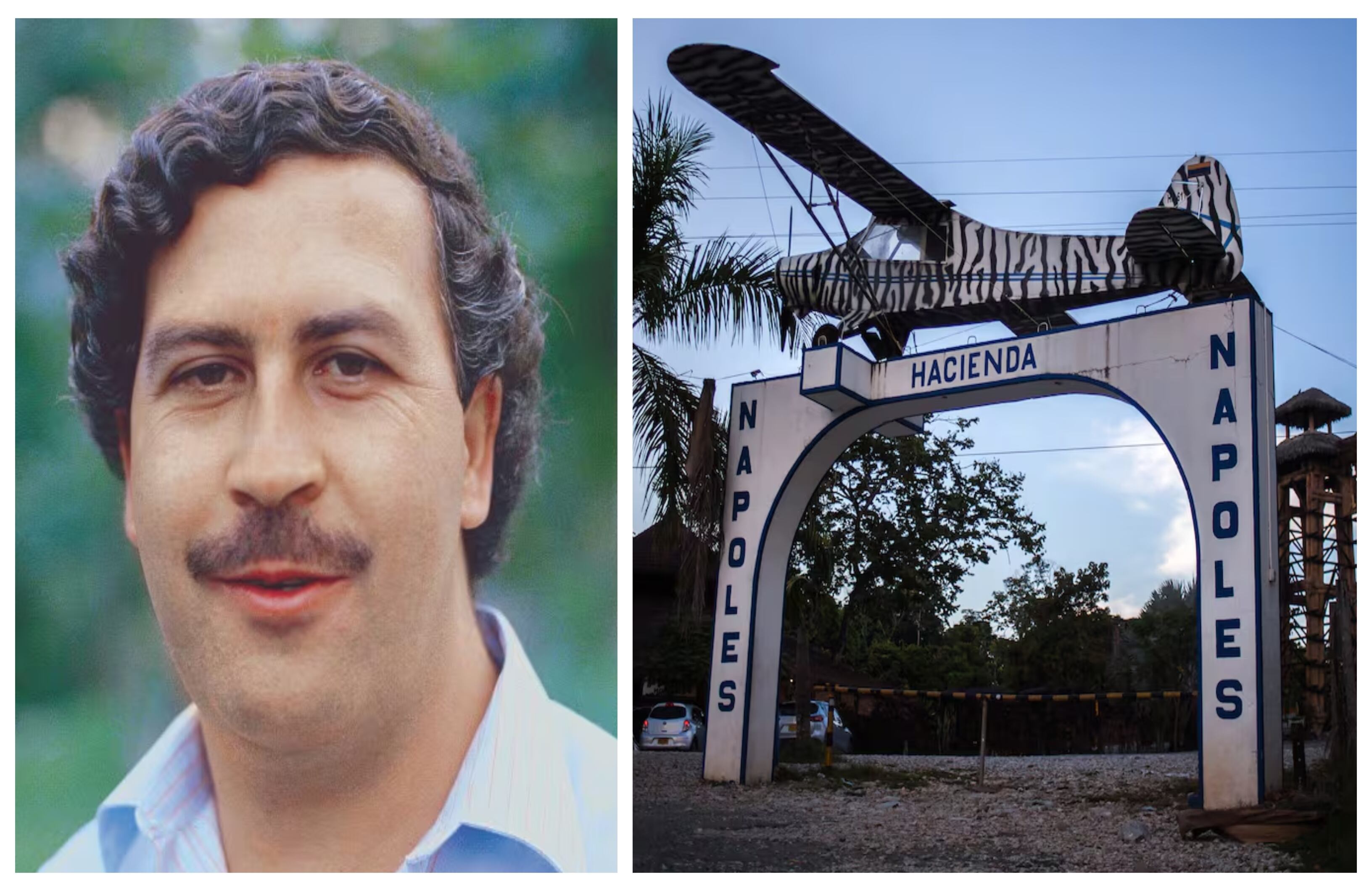 El extinto narco Pablo Escobar llevó decenas de animales exóticos a su Hacienda Nápoles, algunos son hoy un dolor de cabeza para el medio ambiente.