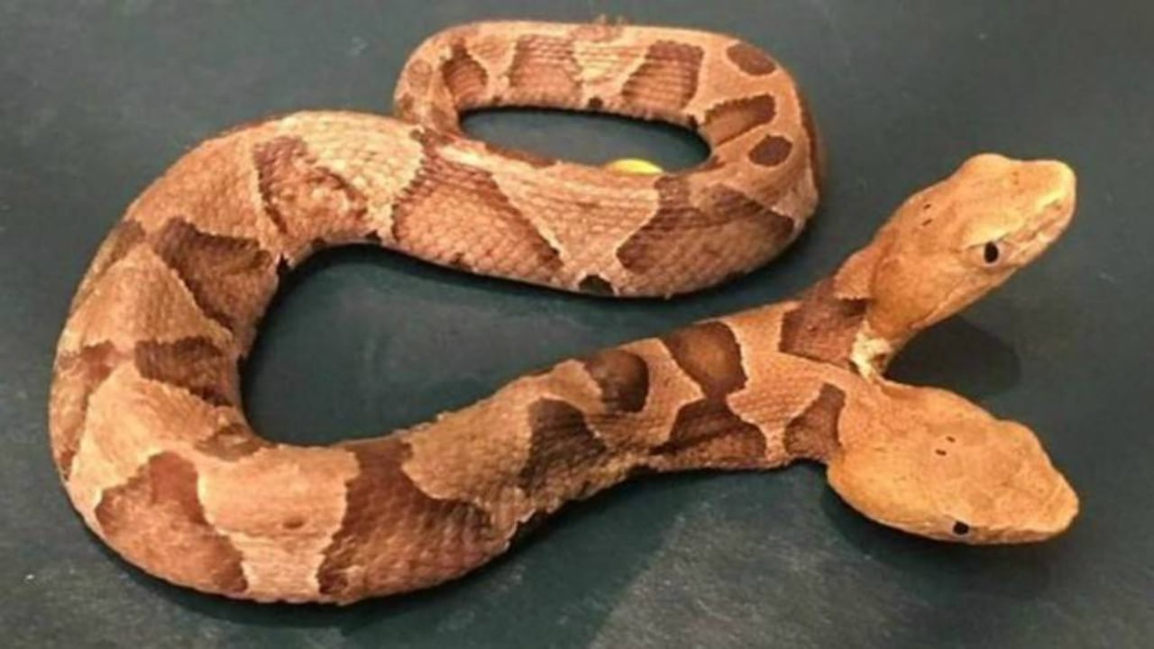 La extraña serpiente fue encontrada en el jardín de una casa de Virginia, EE.UU. Foto: Centro de Vida Salvaje de Virginia vía BBC.