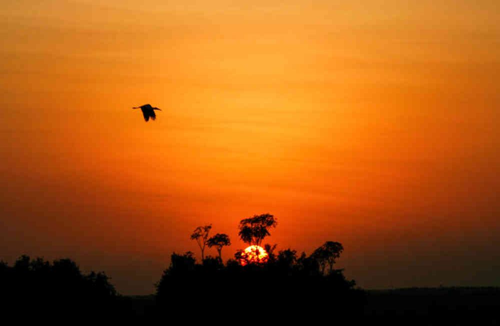 Un típico atardecer llanero, donde los morichales y las aves conviven.